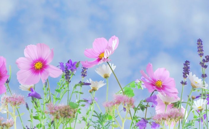 pink, flowers, blue, sky, memory, remembrance, death, loss, poem, poetry, am writing, writer, hope, faith, christian blog,